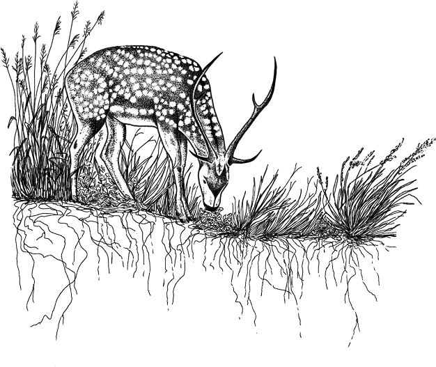 Maui Nui Wild Harvested Venison