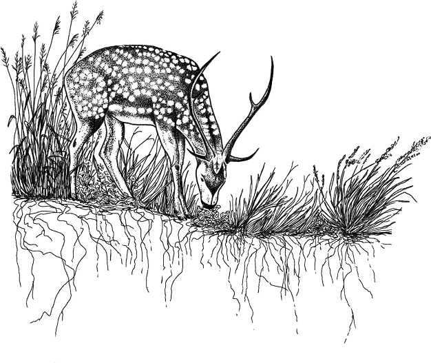 Maui Nui Wild Harvested Venison Maui Nui Wild Harvested Venison