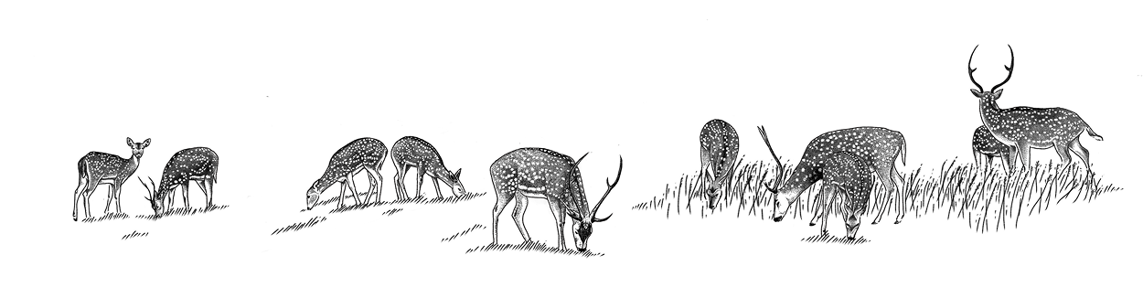 Maui Nui Venison | Deer Sketch