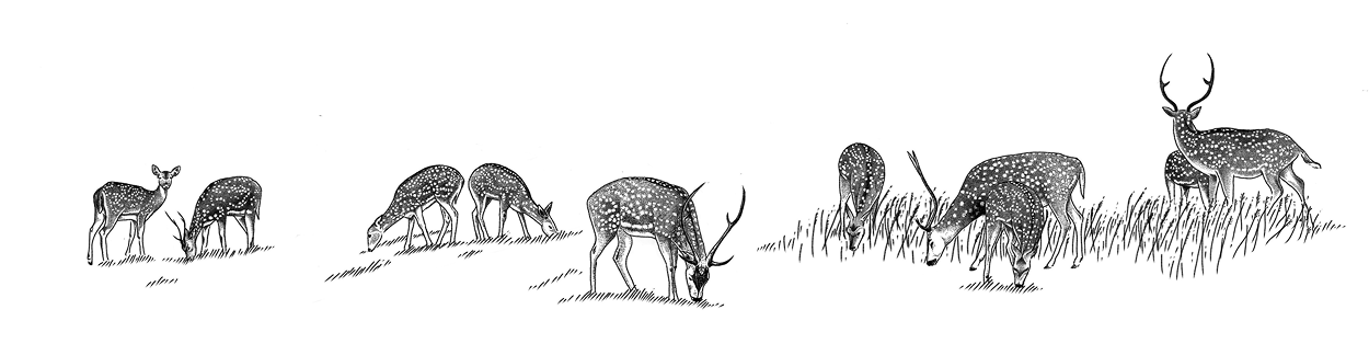 Maui Nui Wild Harvested Venison Maui Nui Venison | Deer Sketch