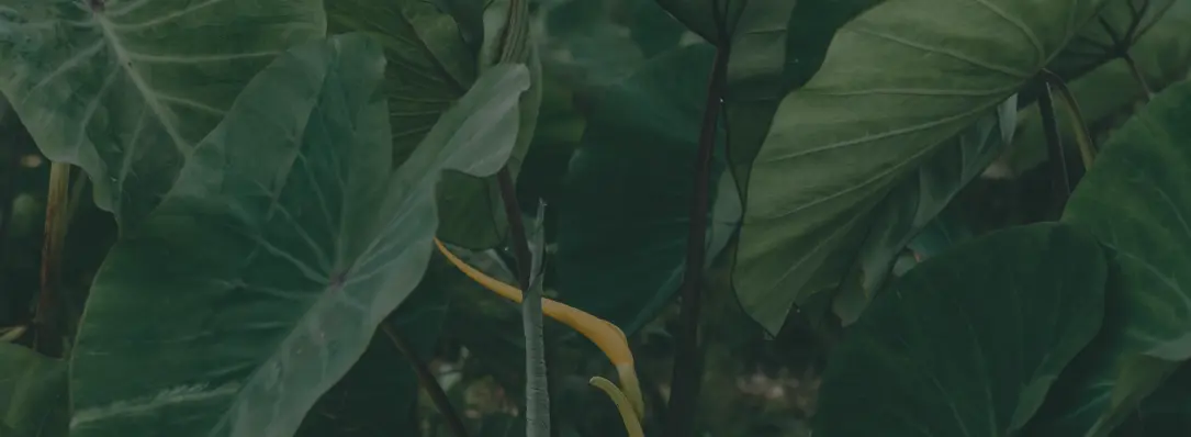 Maui Nui Wild Harvested Venison Maui Nui Wild Harvested Venison