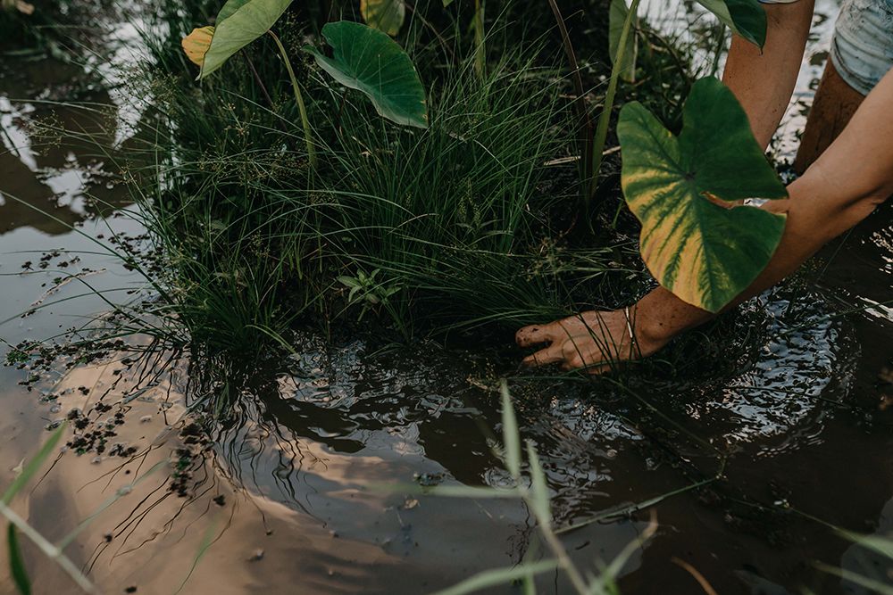 Maui Nui Wild Harvested Venison