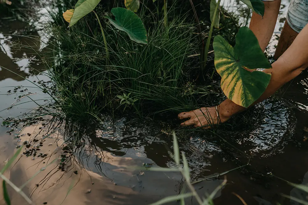 Maui Nui Wild Harvested Venison Maui Nui Wild Harvested Venison