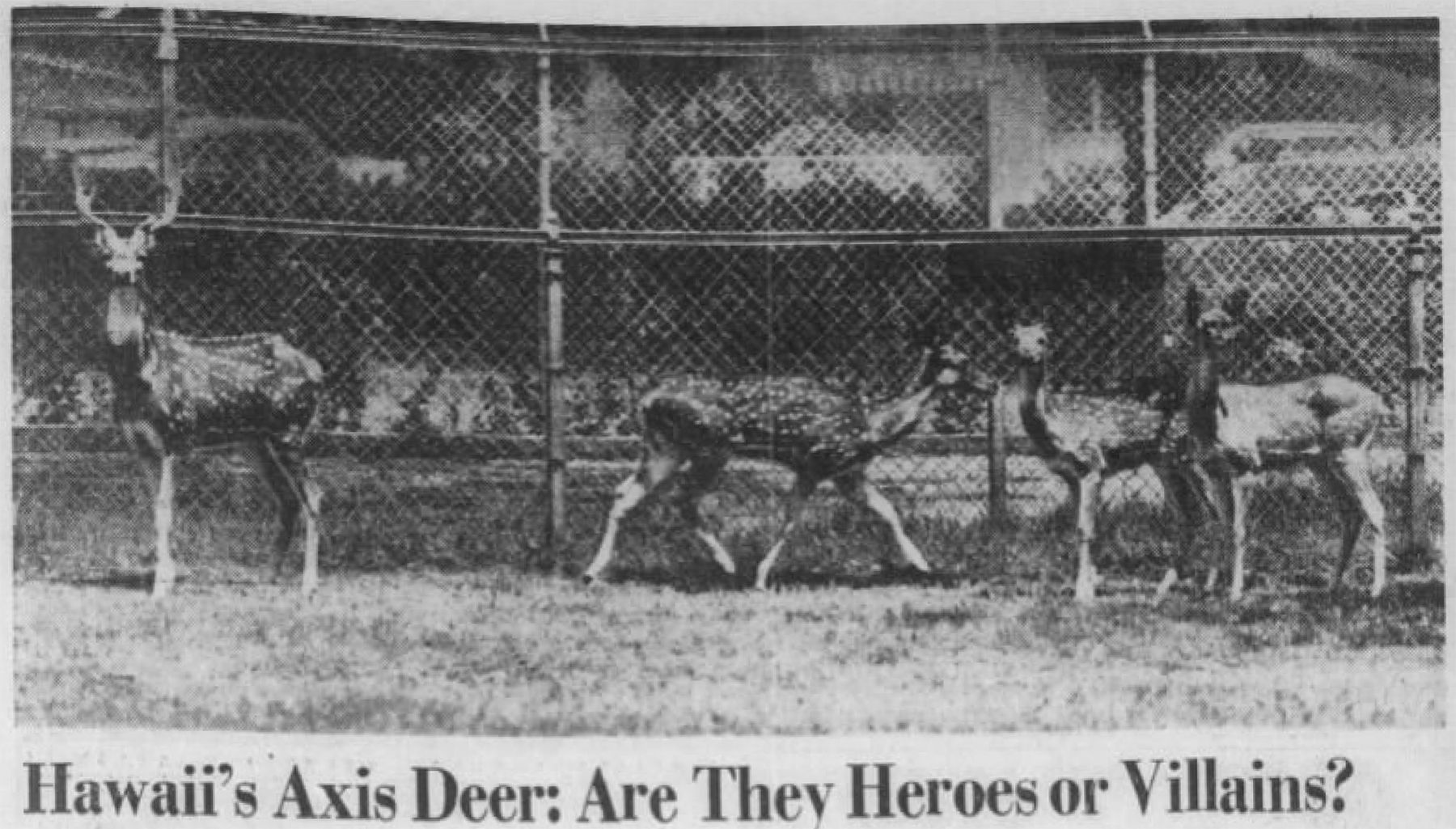 Maui Nui Wild Harvested Venison