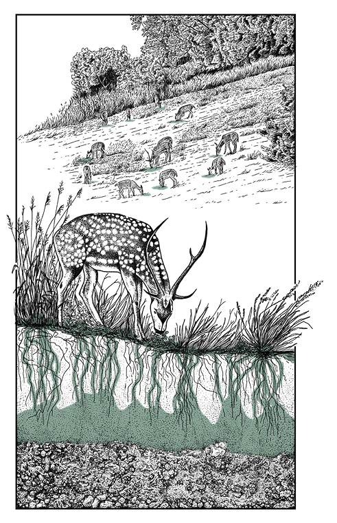 Maui Nui Wild Harvested Venison