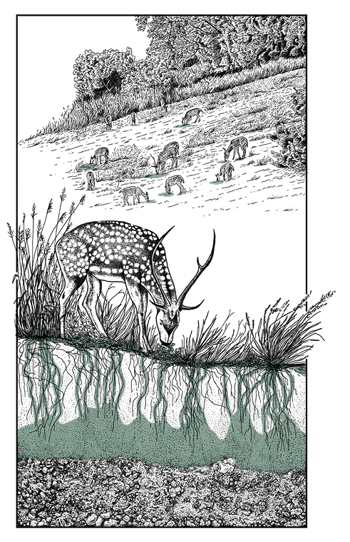 Maui Nui Wild Harvested Venison Maui Nui Wild Harvested Venison