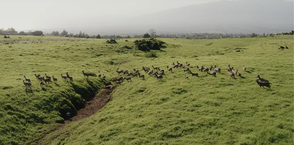 Maui Nui Wild Harvested Venison
