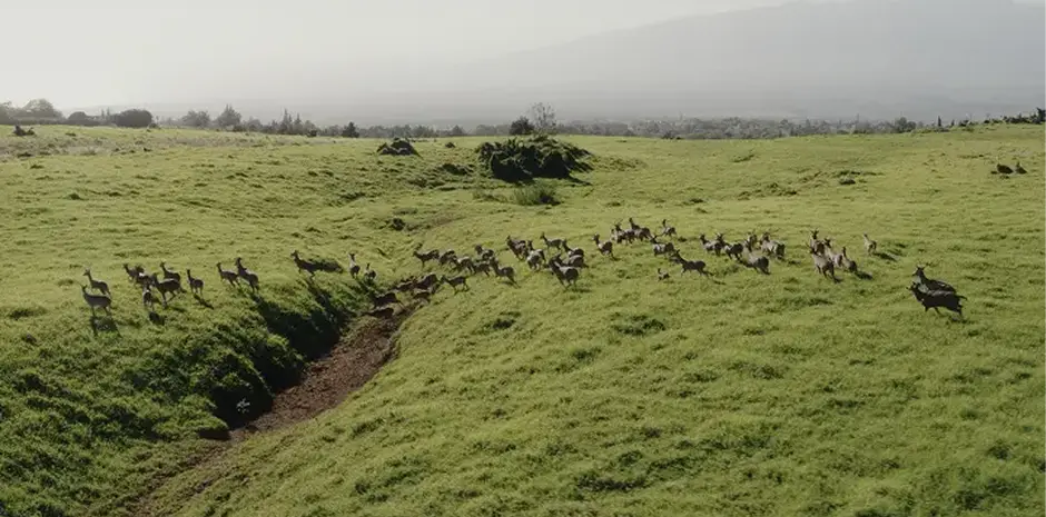 Maui Nui Wild Harvested Venison Maui Nui Wild Harvested Venison