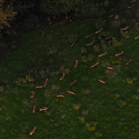 Maui Nui Wild Harvested Venison