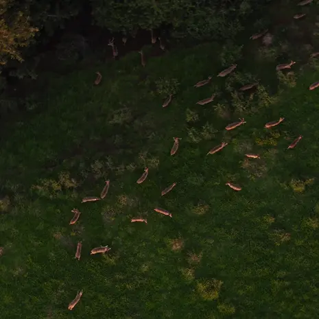 Maui Nui Wild Harvested Venison Maui Nui Wild Harvested Venison