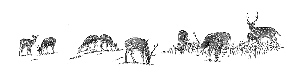 Maui Nui Wild Harvested Venison