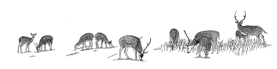 Maui Nui Wild Harvested Venison Maui Nui Wild Harvested Venison