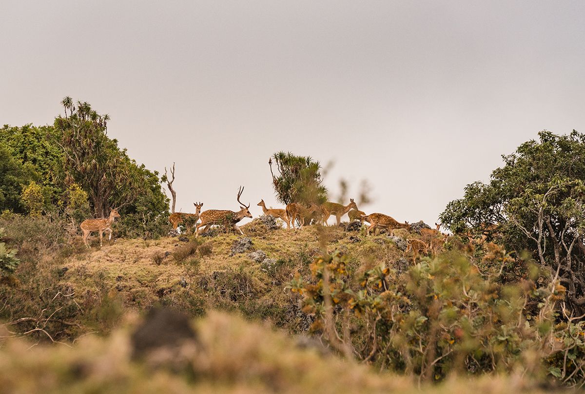 Maui Nui Wild Harvested Venison