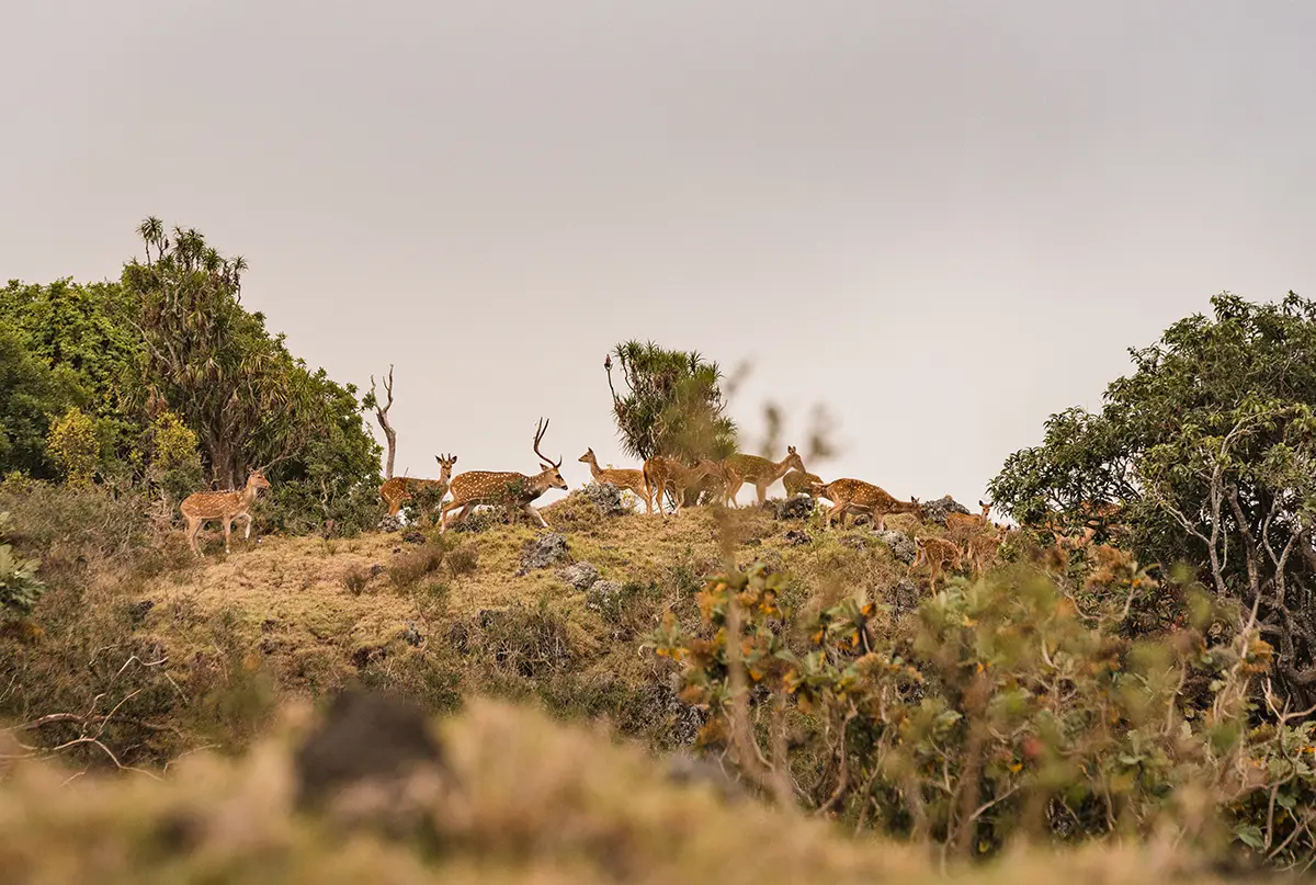 Maui Nui Wild Harvested Venison Maui Nui Wild Harvested Venison