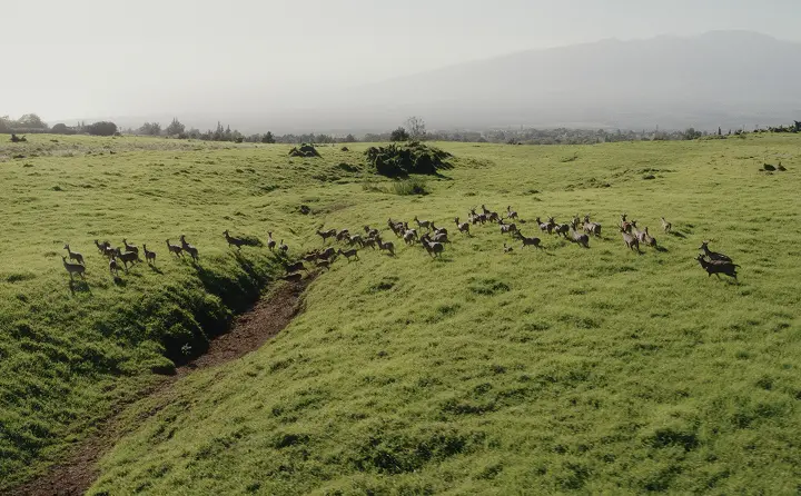 Maui Nui Wild Harvested Venison Maui Nui Venison