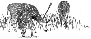 Maui Nui Wild Harvested Venison Maui Nui Wild Harvested Venison