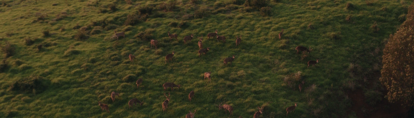 Axis deer on Maui Island in Hawaii