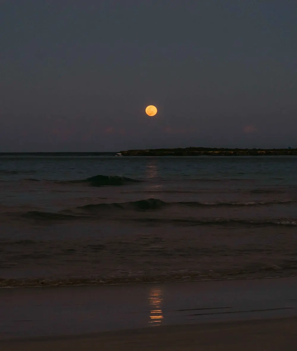 Maui Nui Wild Harvested Venison Maui Nui Wild Harvested Venison