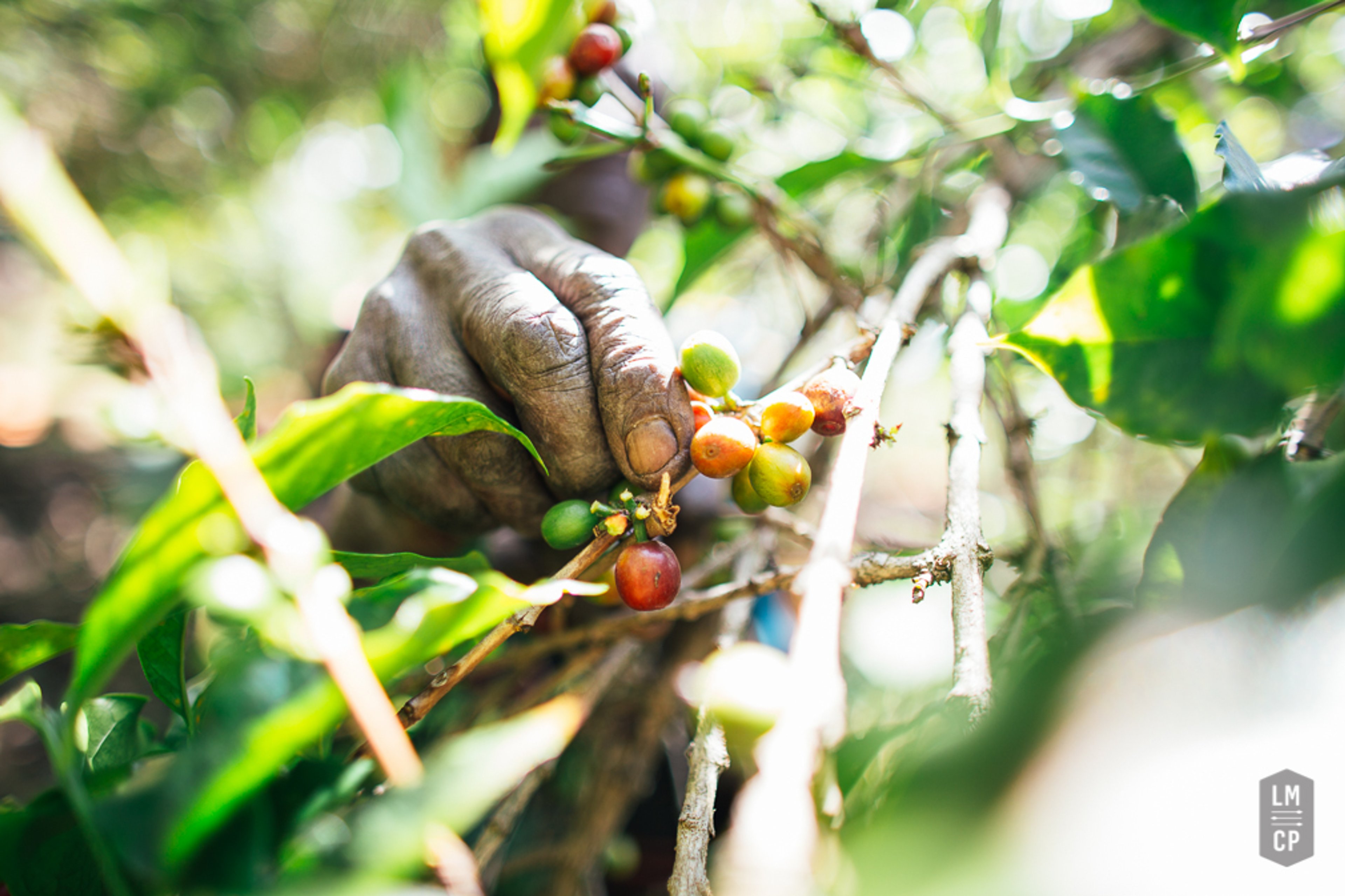 Our rotating Seasonal Brews come from small but passionate producers, putting their heart and expertise into growing fantastic coffee