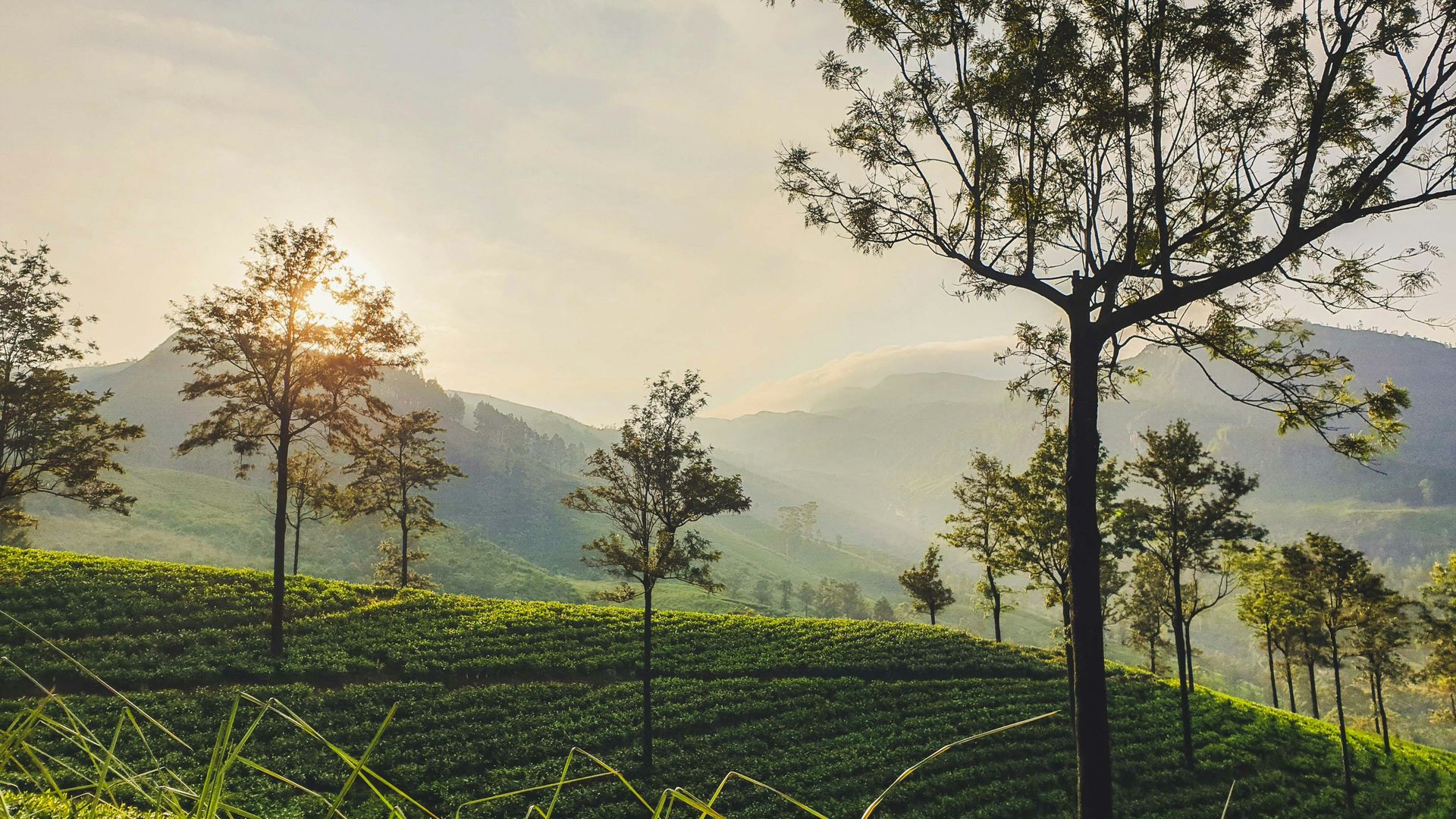 Misty Sri Lankan landscape background