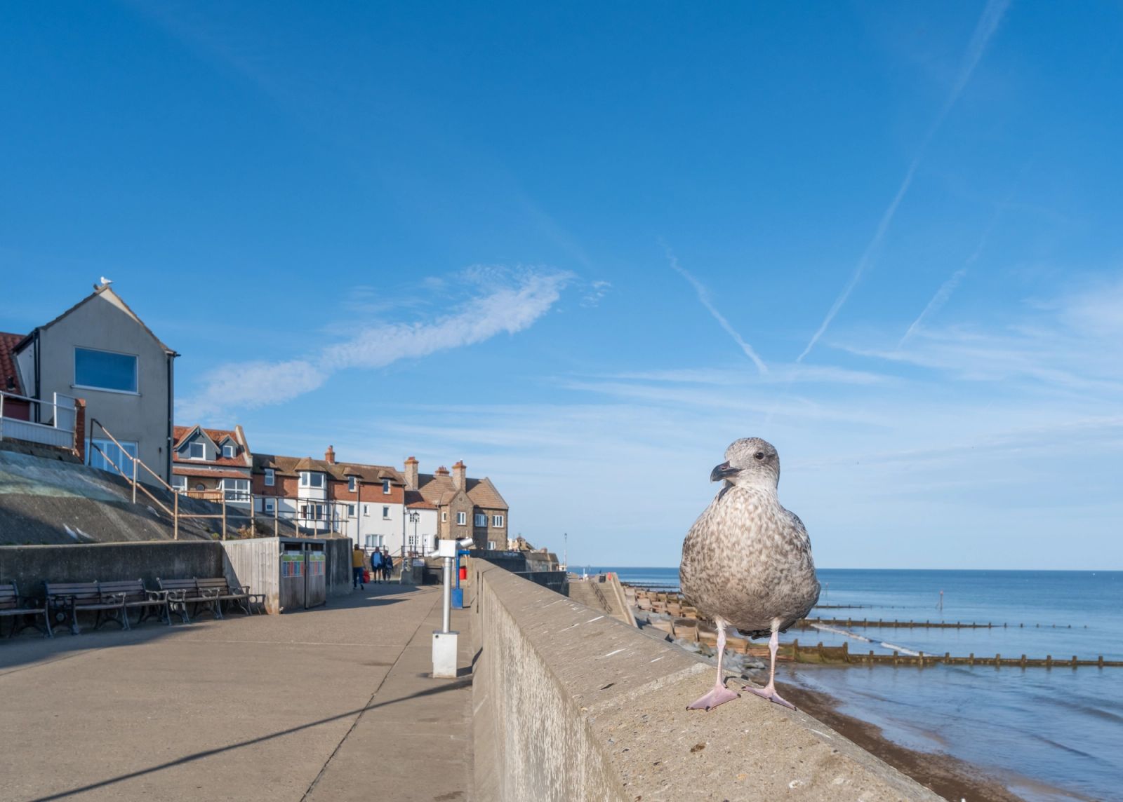 Seagull on Sheringham seafront