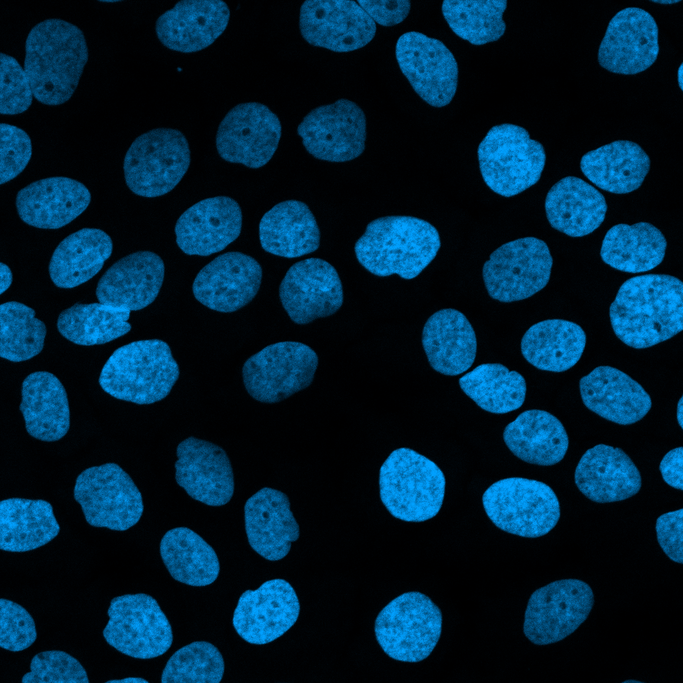 Confocal fluorescence micrograph of human keratinocyte nuclei stained with DAPI