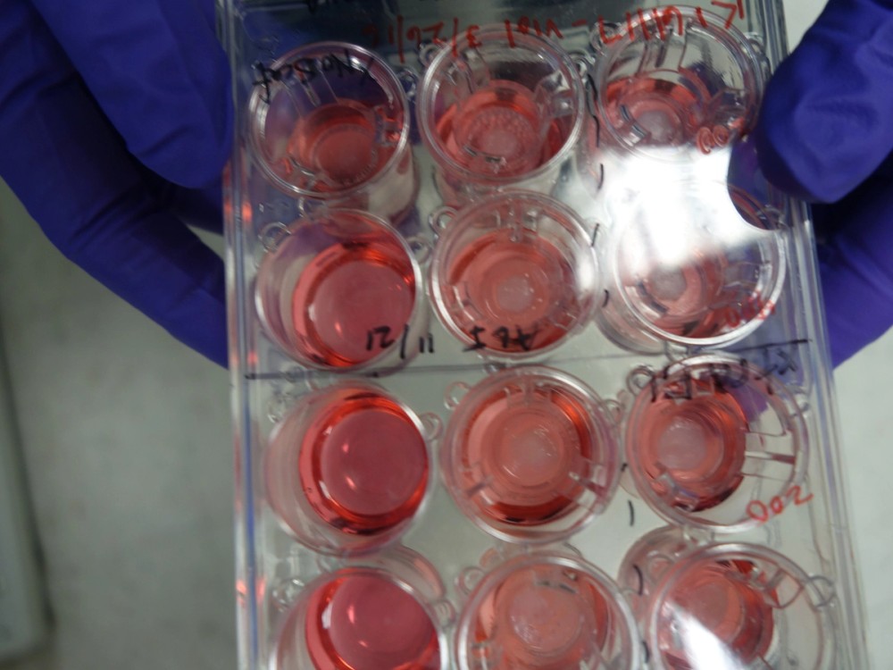 Three-dimensional printed eye tissue used in biomedical research