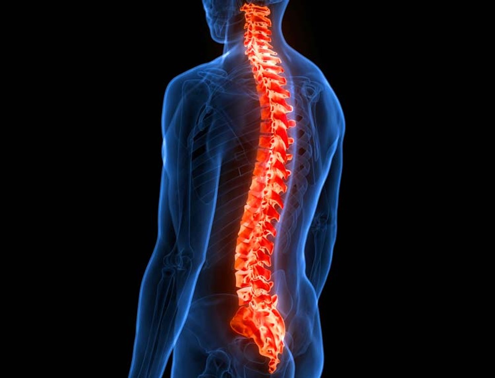 Scientific image of the spinal cord