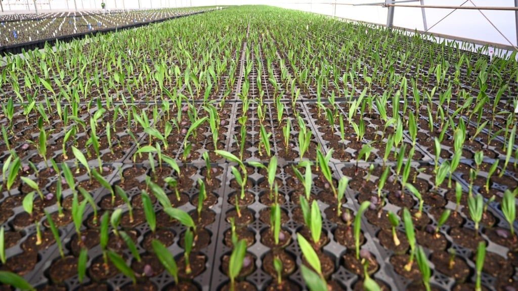 Com cana e macaúba, Brasil pode expandir produção de biocombustíveis sem desmatar
