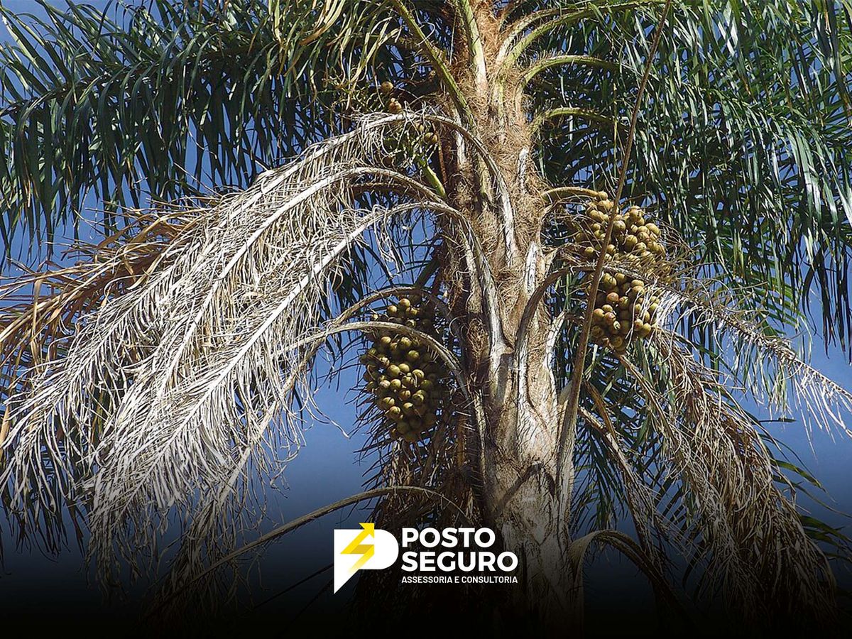 Macaúba: revoluciona indústria com combustível sustentável