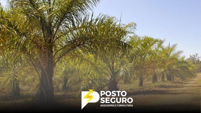 Força do agro mantém Brasil na corrida pelo SAF