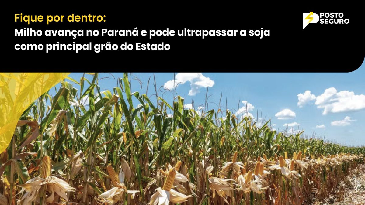 Milho avança no Paraná e pode ultrapassar a soja como principal grão do Estado