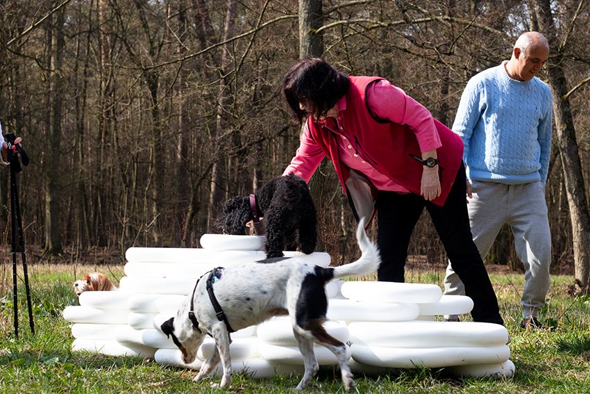 Image title for Dog plinths