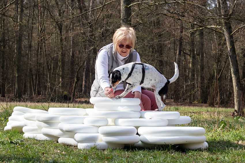Image title for Dog plinths