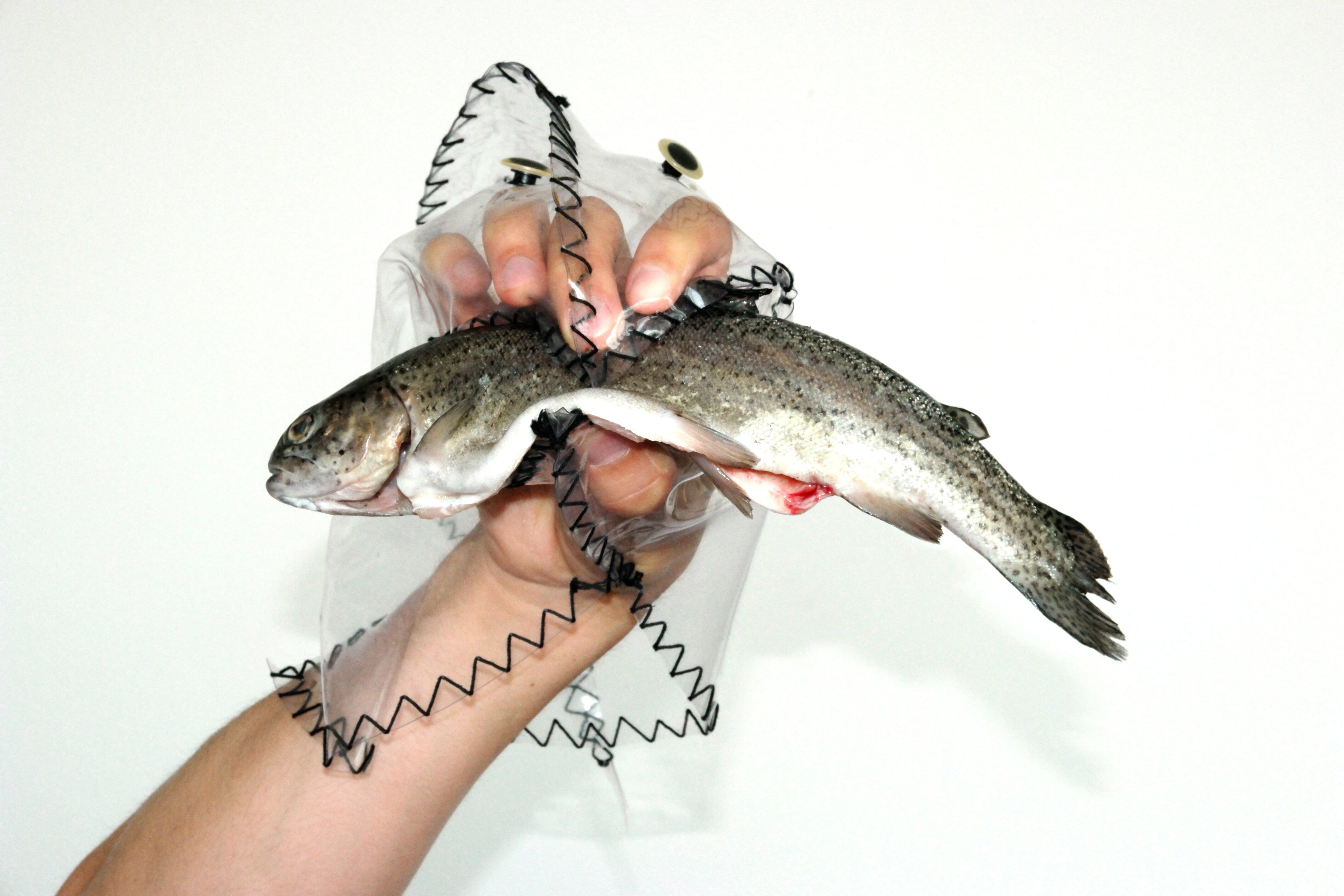 Image title for Predatory fish puppets