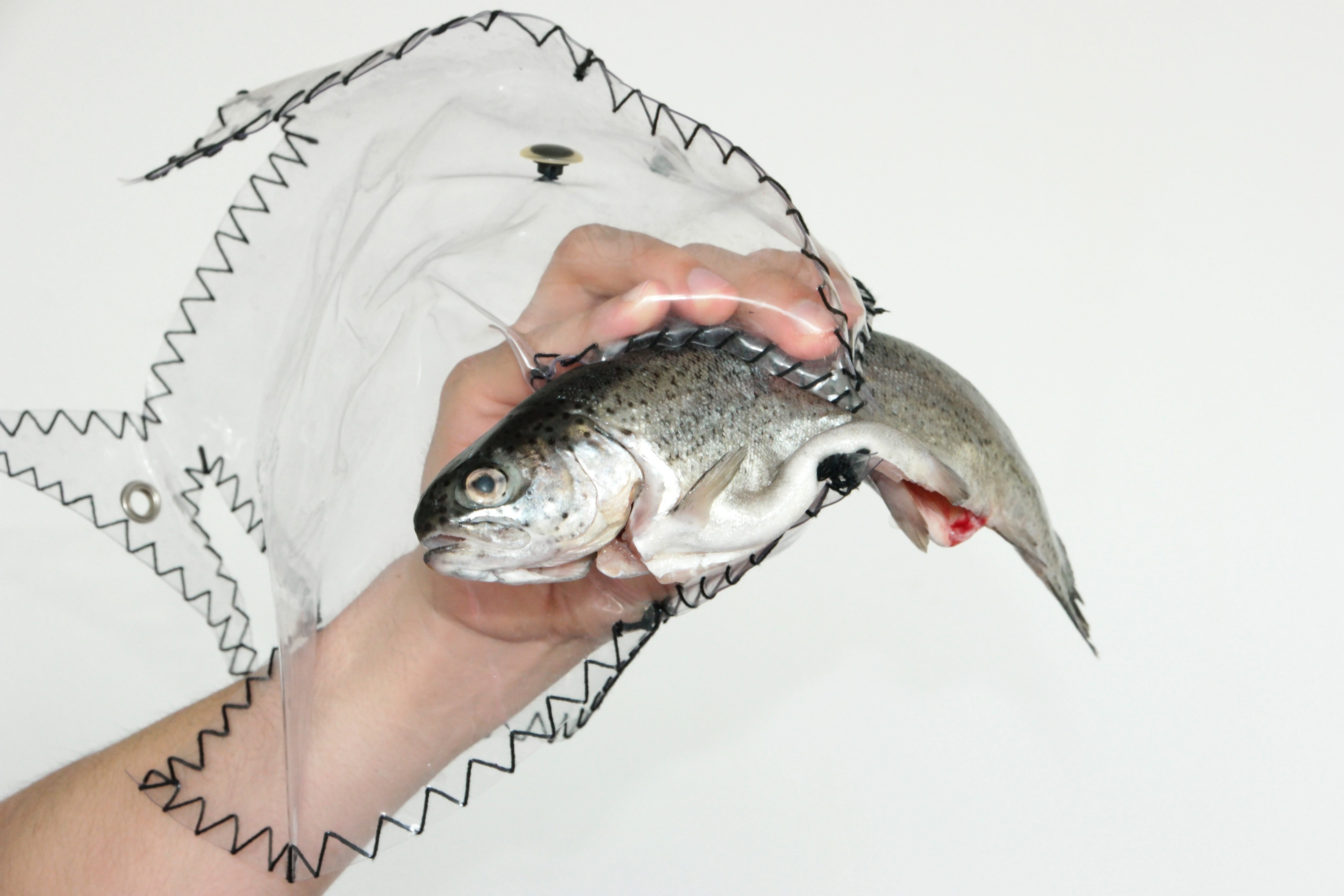 Image title for Predatory fish puppets