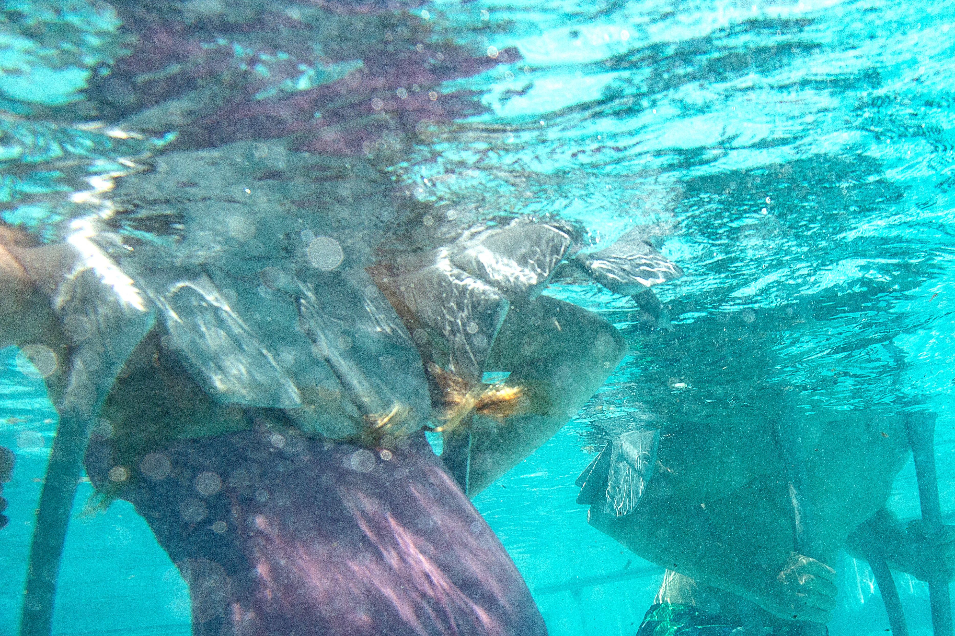 Image title for Underwater stilts