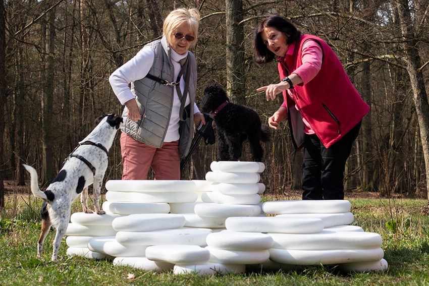 Image title for Dog plinths