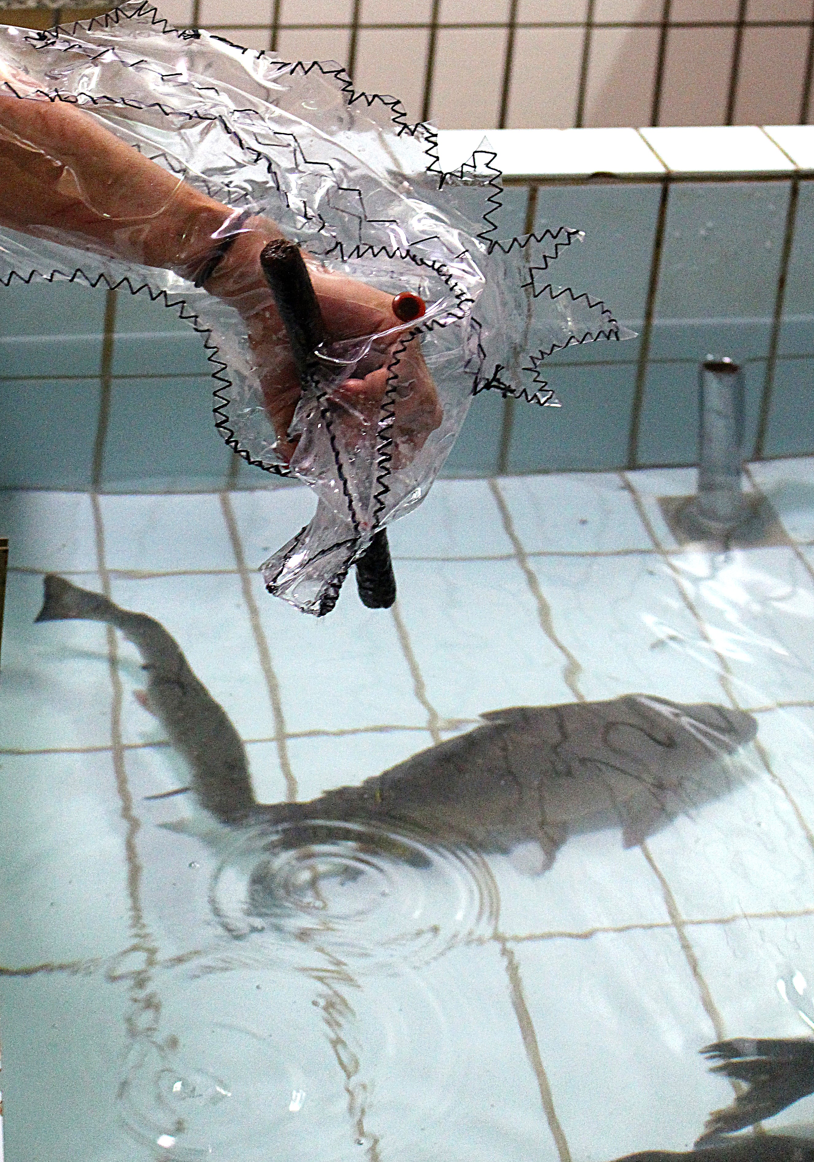Image title for Predatory fish puppets