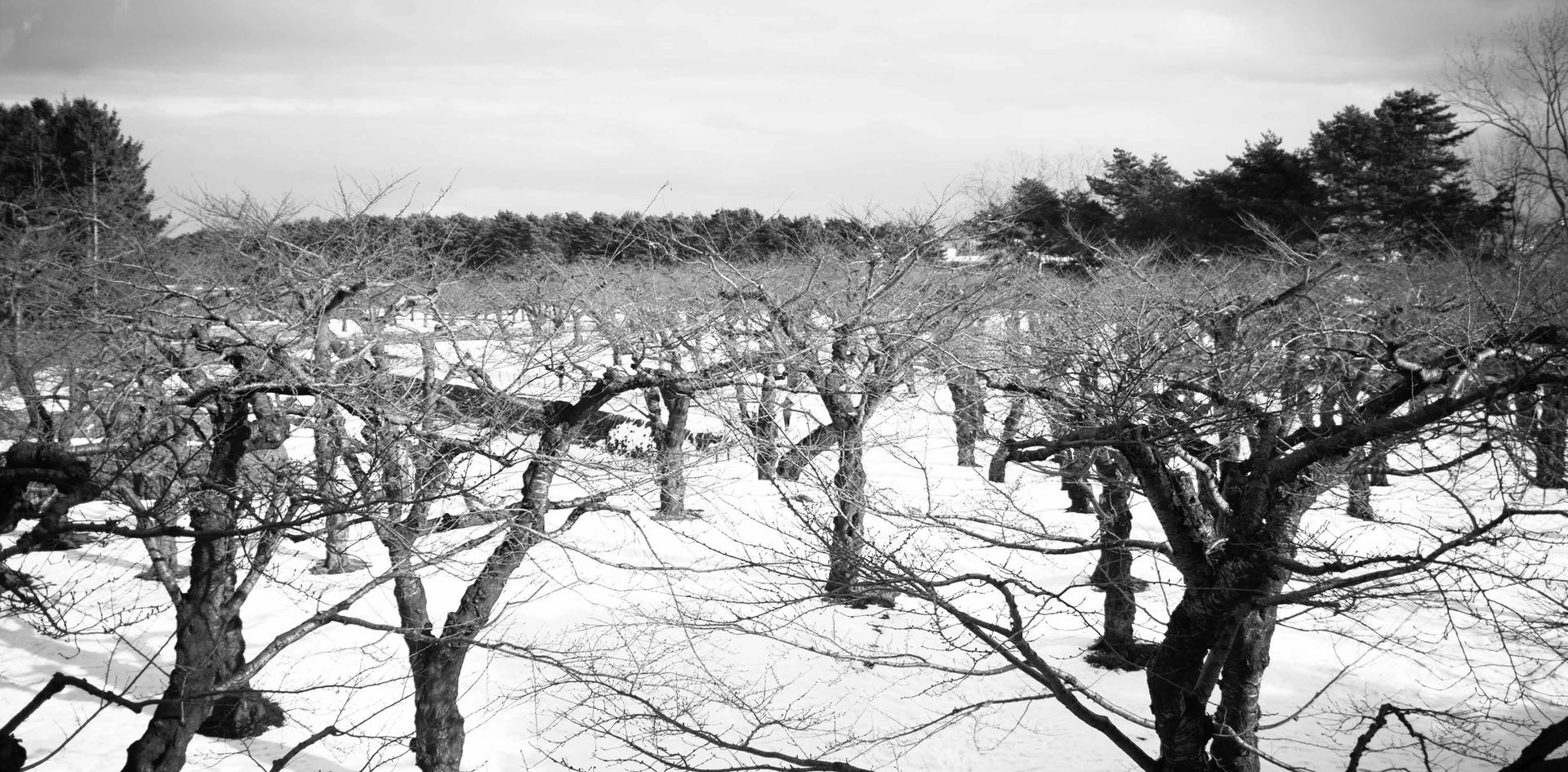 Winter Trees of Goryokaku Fort.