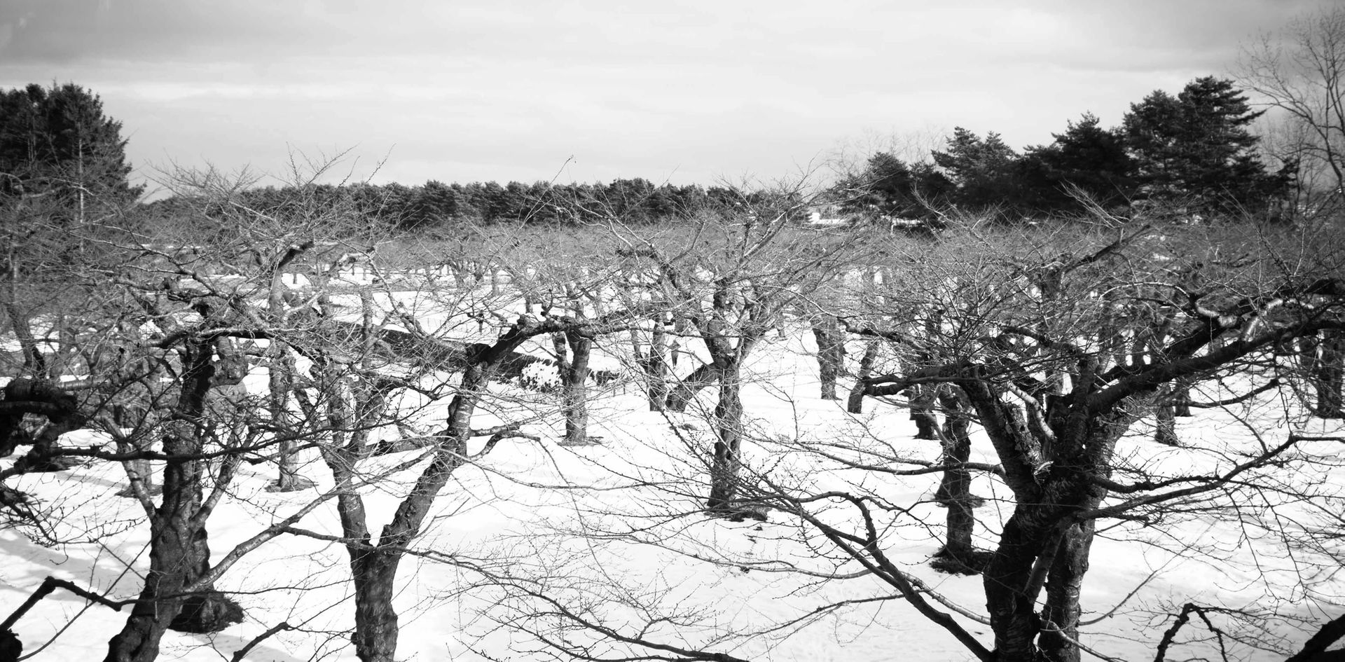 Winter Trees of Goryokaku Fort.