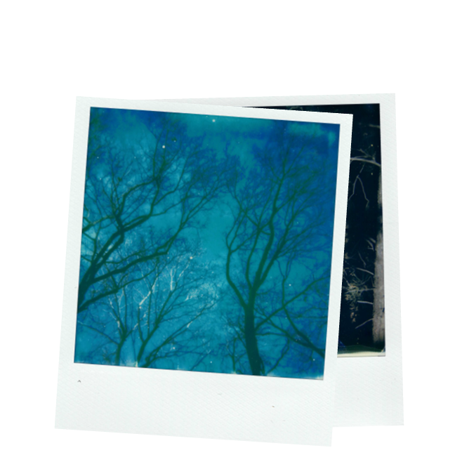 Polaroid photograph of tree branches