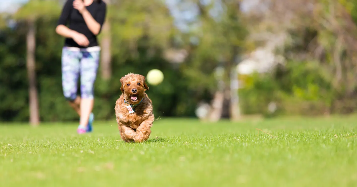 Small dog chasing a ball in a spacious grassy area within a pet-friendly 55+ community.