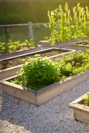 Raised wooden garden beds filled with lush green herbs and vegetables, bathed in warm sunlight.