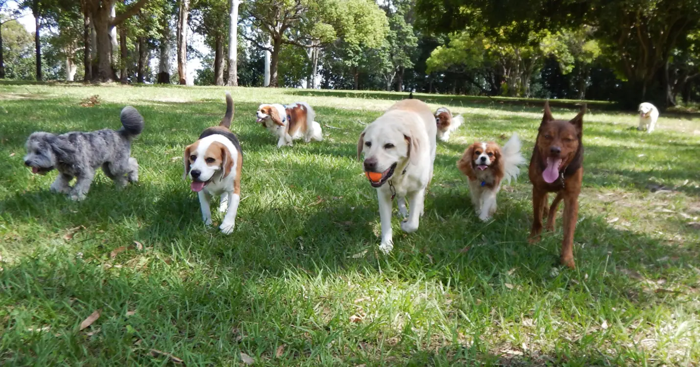 Group of dogs enjoying a walk in a dog-friendly park within a 55+ active adult community.