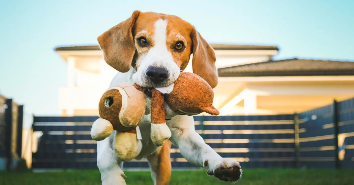 Beagle playing with a stuffed toy in a pet-friendly 55+ community backyard.