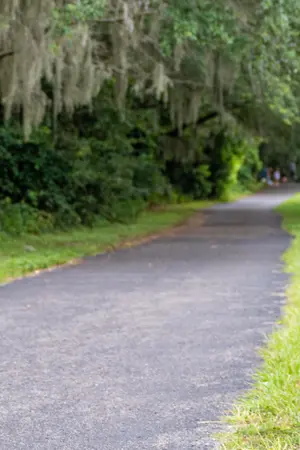 Pathway surrounding by lush green foliage.