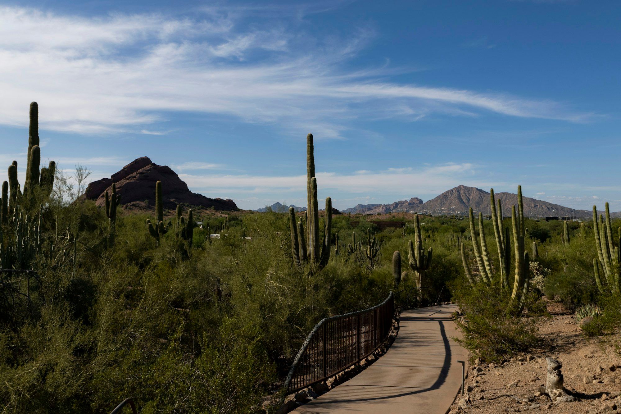 A path winding through saguaro and other cactus at the Desert Botanical Garden in Phoenix, with the red Papago Buttes in the distance