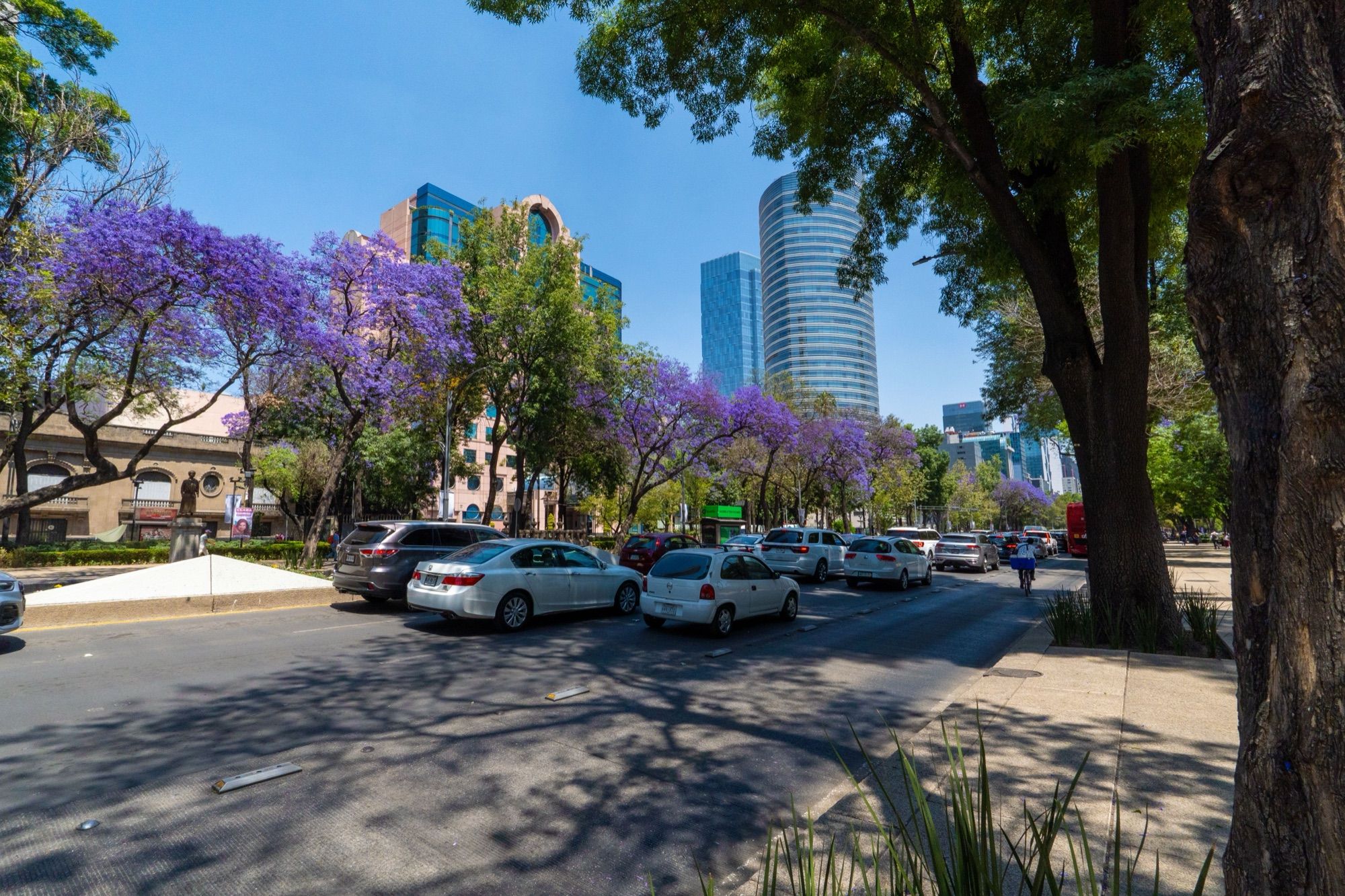 A Mexico City avenue lined with jacarandas in purple bloom