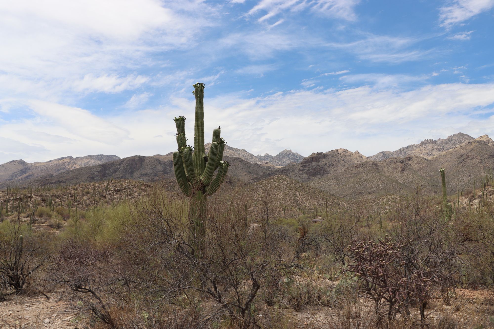 A saguaro cactus in front of the mountains near Tucson, Arizona.